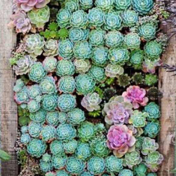 Meet your Posher, Amabel - Picture 1 of 1